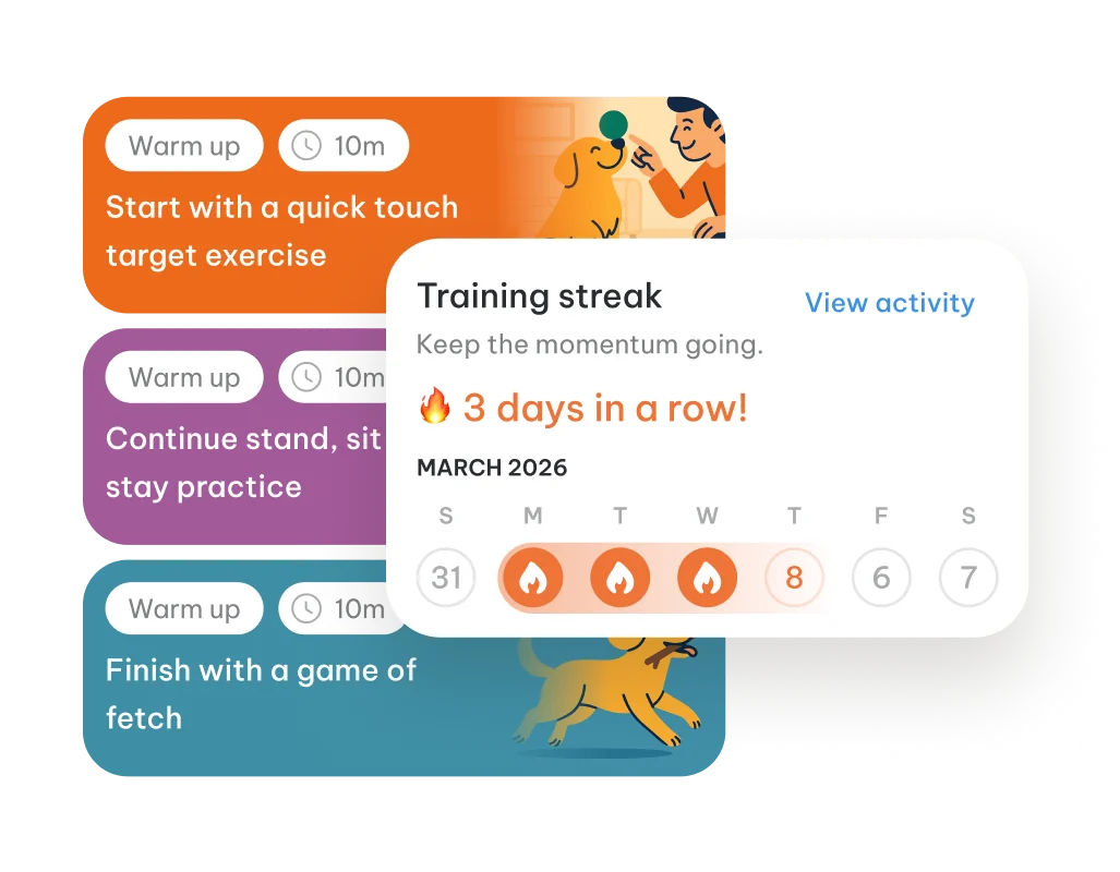 A daily exercise stack with a training streak counter and calendar.